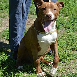 Thumbnail photo of Blue~adopted! #4