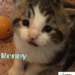 Thumbnail photo of Kenny - Adopted May 2017 #2
