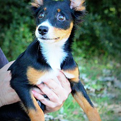 Thumbnail photo of Niko~adopted! #2