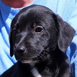 Thumbnail photo of Asia ~ adopted! #3