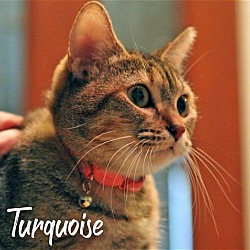 Thumbnail photo of Turquoise #more-to-hug #2
