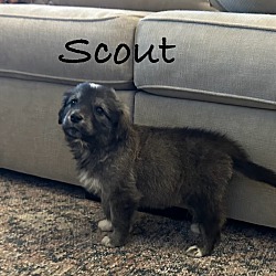 Photo of SCOUT