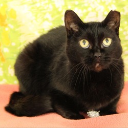 Photo of Madison- Regal resident, adoption fees waived!