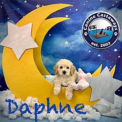 Thumbnail photo of Daphne #3