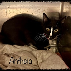 Thumbnail photo of ANTHEIA see also SEREIA #1