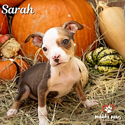 Thumbnail photo of Hocus Pocus Litter: Sarah #3