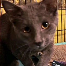 Thumbnail photo of Smokey (24-778) #3