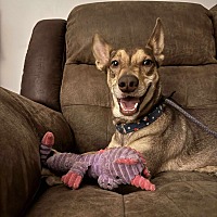adopt a pet