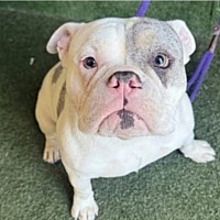 BOWIE - English Bulldog available for adoption