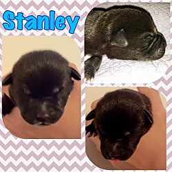 Thumbnail photo of Stanley #3
