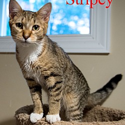 Thumbnail photo of Stripey #2