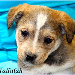 Thumbnail photo of Tallulah~adopted! #1