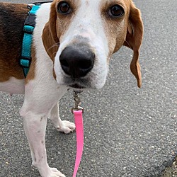 King George Animal Rescue League In Dahlgren Virginia Animal Rescue League In Dahlgren Virginia