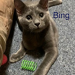 Photo of Bing