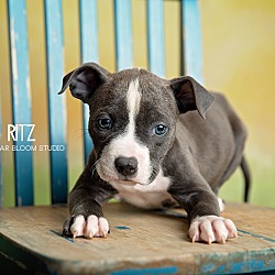 Photo of Ritz