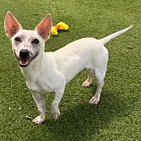adopt-pet