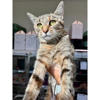 adopt-pet
