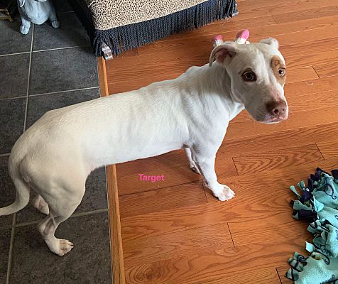 Appleton, WI - Terrier (Unknown Type, Medium). Meet Target a Pet for ...