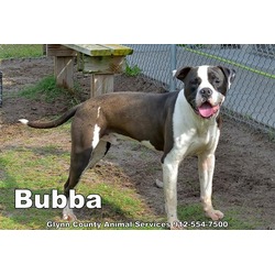 Photo of BUBBA
