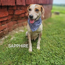 Thumbnail photo of Sapphire #2