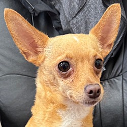 Photo of Goldie - Sweet little chi