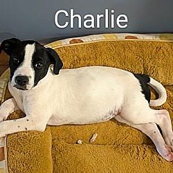 Thumbnail photo of Charlie #1