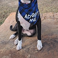 adopt a pet
