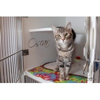 adopt-pet