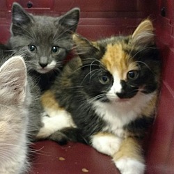 Thumbnail photo of Shelly (gas station kittens) #1