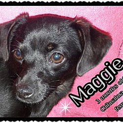 Thumbnail photo of Maggie #1