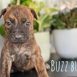 Photo of Buzz Buzz