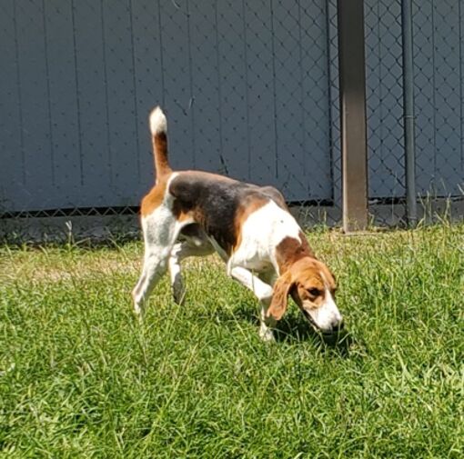 New Bern, NC Hound (Unknown Type). Meet Rebel a Pet for Adoption