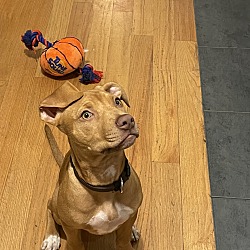 Photo of Bowie
