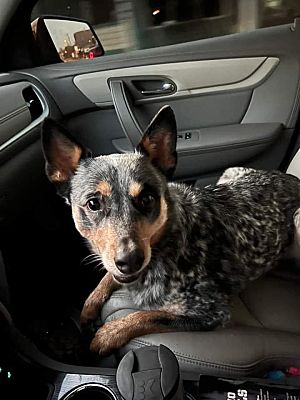 Waco, TX - Blue Heeler/Cattle Dog. Meet Billie a Pet for Adoption ...