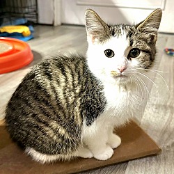 Photo of Peanut