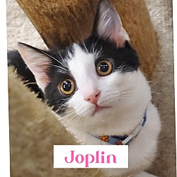 Photo of Joplin