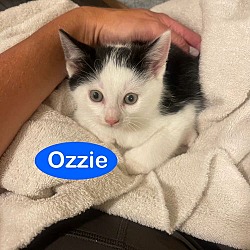 Thumbnail photo of Ozzie #3