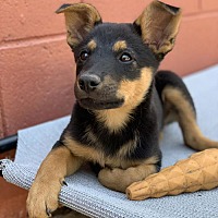 adopt a pet
