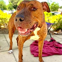 adopt a pet