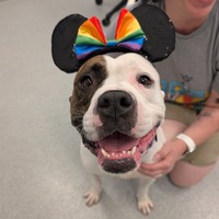 adopt a pet