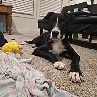 adopt a pet