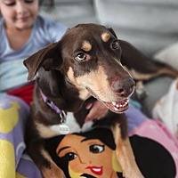 adopt a pet