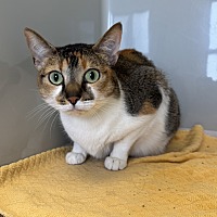 adopt a pet