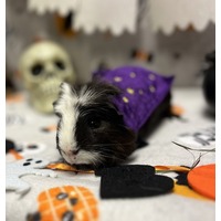 BROWNIE - Guinea Pig available for adoption