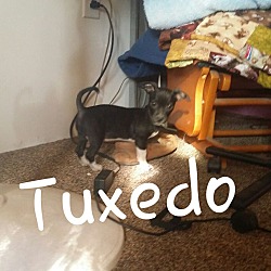 Thumbnail photo of Tuxedo " I'm Tiny" #2