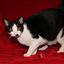 Thumbnail photo of Brian (Neutered/Declawed)-New #3