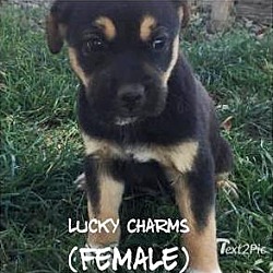 Thumbnail photo of Lucky Charms #1