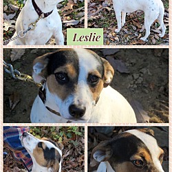Thumbnail photo of Leslie~adopted! #3