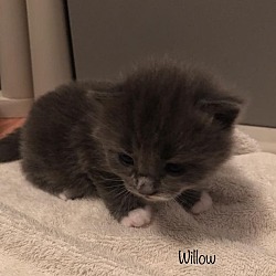 Thumbnail photo of Willow Pepper Birch Ash Kitten #1