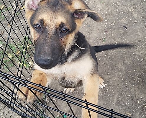 Grand Prairie Tx German Shepherd Dog Meet Red A Pet For Adoption Adoptapet Com